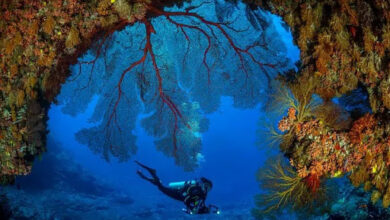 Diving in Fiji