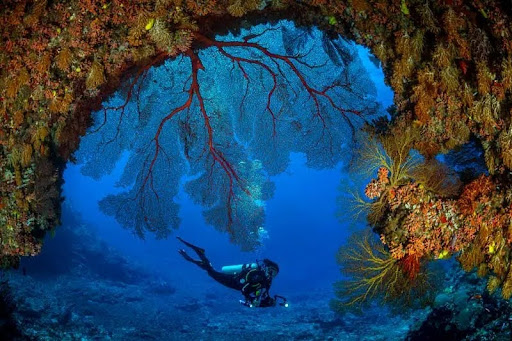 Diving in Fiji
