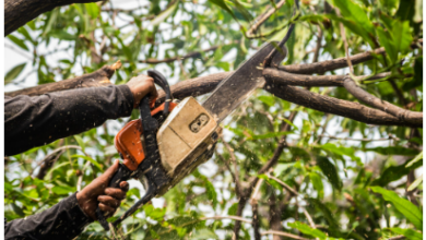NexGen Tree Services: Expert Tree Care and Maintenance
