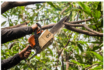 NexGen Tree Services: Expert Tree Care and Maintenance