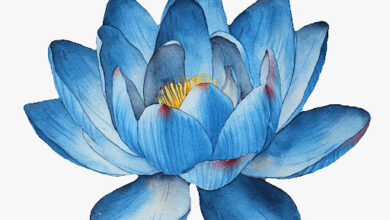 Blue Lotus Tea