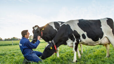 Dairy Cow