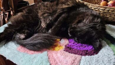 Nail-Free Frame Tufting
