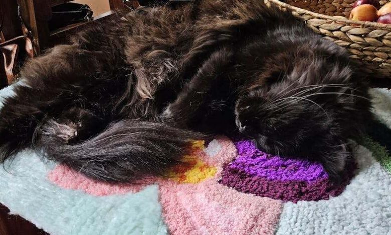Nail-Free Frame Tufting