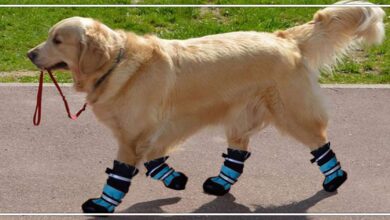 Dog Needs Protective Footwear